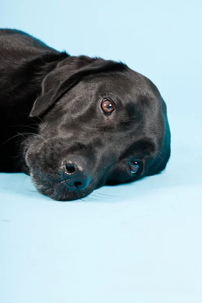 Estúdio retrato de labrador preto isolado no fundo azul claro . — Fotografia de Stock