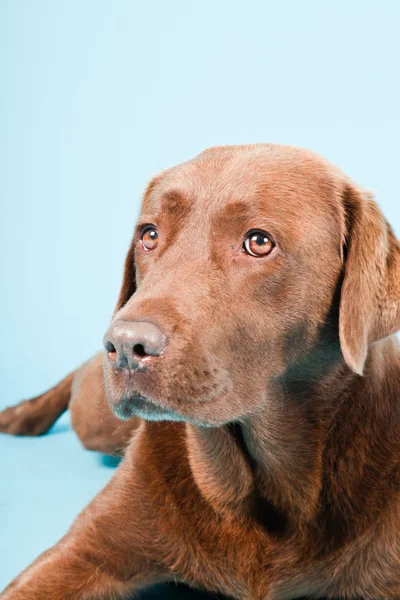 Studio portrait of brown labrador isolated on light blue background. — Stock Photo, Image