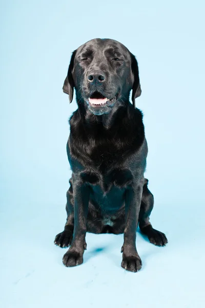 Studioporträt eines schwarzen Labradors isoliert auf hellblauem Hintergrund. — Stockfoto