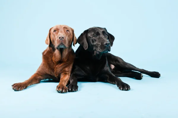 Portrait studio de deux labradors isolés sur fond bleu clair. Brun et noir . — Photo