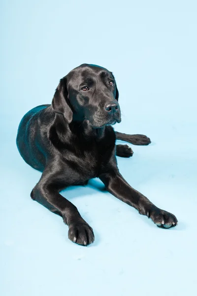 stock image Studio portrait of black labrador isolated on light blue background.