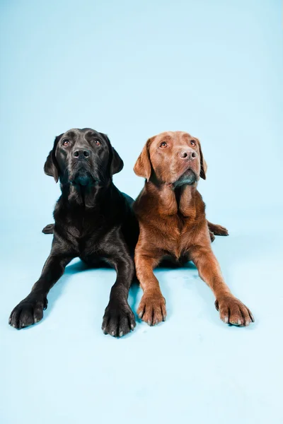 Studio portrait of two labradors isolated on light blue background. Brown and black. — Stock Photo, Image