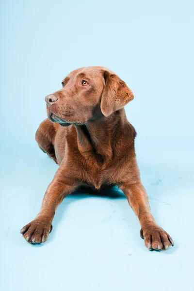 Studio porträtt av brun labrador isolerad på ljusblå bakgrund. — Stockfoto
