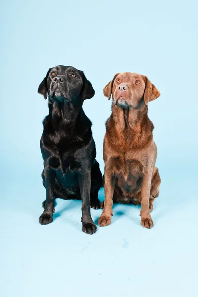 Studioporträt zweier Labradore isoliert auf hellblauem Hintergrund. braun und schwarz. — Stockfoto