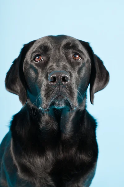 Studio portrait of black labrador isolated on light blue background. — Stock Photo, Image
