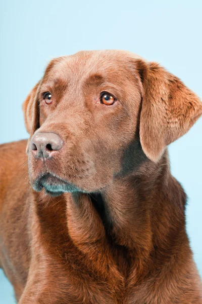 stock image Studio portrait of brown labrador isolated on light blue background.