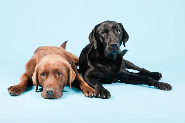 Studio portret van twee labradors geïsoleerd op lichte blauwe achtergrond. bruin en zwart. — Stockfoto