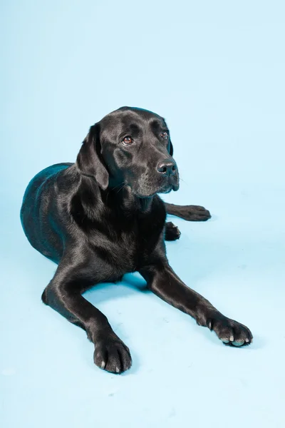 Studiový portrét černý labrador, izolované na světle modrém pozadí. — Stock fotografie