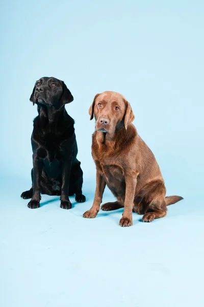 두 labradors 밝은 파란색 배경에 고립의 스튜디오 초상화. 브라운과 블랙. — стокове фото
