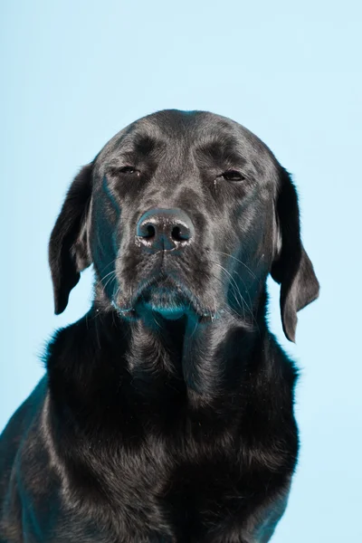 Portrait studio de labrador noir isolé sur fond bleu clair . — Photo