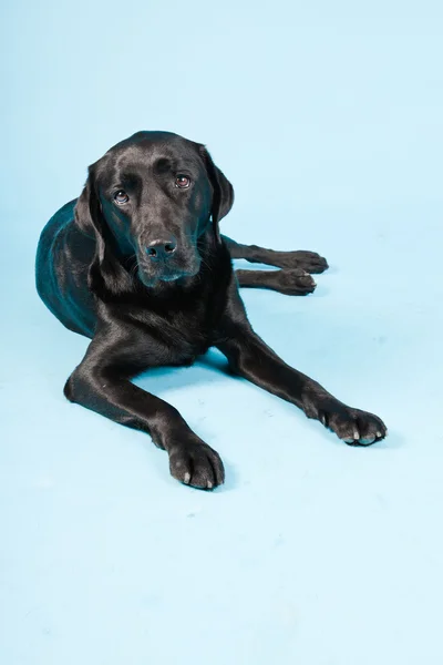 Studiový portrét černý labrador, izolované na světle modrém pozadí. — Stock fotografie