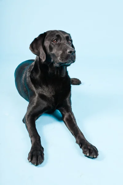 Studio portret van zwarte labrador geïsoleerd op lichte blauwe achtergrond. — Stockfoto