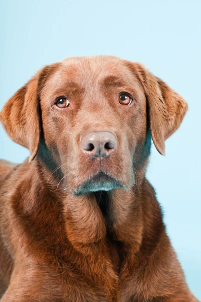 Studio porträtt av brun labrador isolerad på ljusblå bakgrund. — Stockfoto