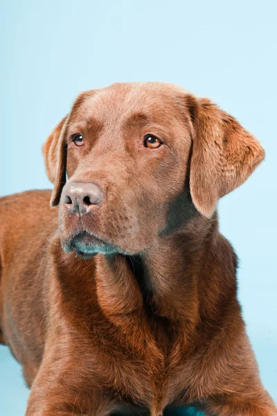 Studio portret van bruine labrador geïsoleerd op lichte blauwe achtergrond. — Stockfoto