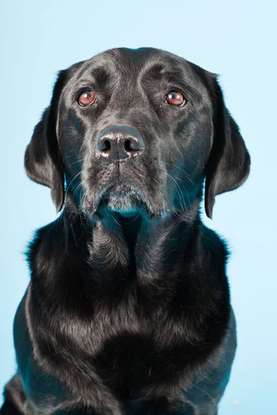Potret studio labrador hitam diisolasi pada latar belakang biru muda . — Stok Foto