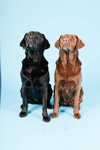 Portret dwóch labradory na białym tle na światło niebieskie tło. brązowy i czarny. — Zdjęcie stockowe