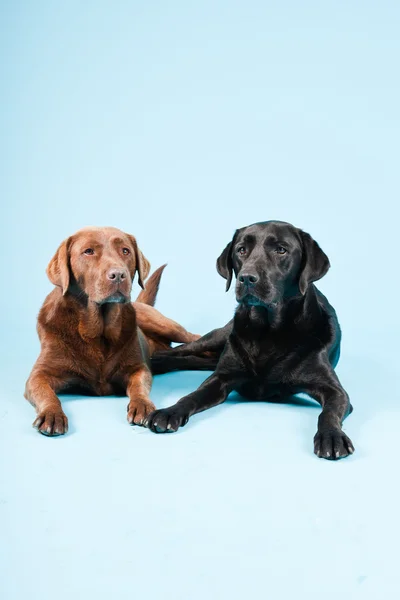 Portrait studio de deux labradors isolés sur fond bleu clair. Brun et noir . — Photo