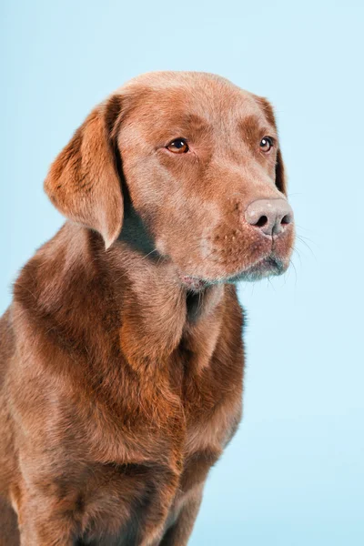 Studio portrait of brown labrador isolated on light blue background. — Stock Photo, Image