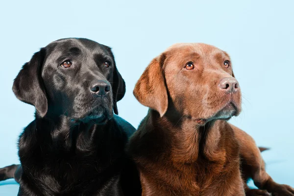 Studio porträtt av två labradorer isolerad på ljusblå bakgrund. brunt och svart. — Stockfoto
