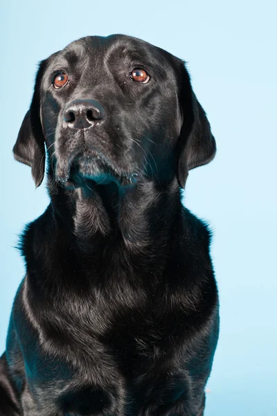 Estudio retrato de labrador negro aislado sobre fondo azul claro . — Foto de Stock