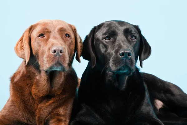 Studio ritratto di due labrador isolati su sfondo azzurro. Marrone e nero . — Foto Stock