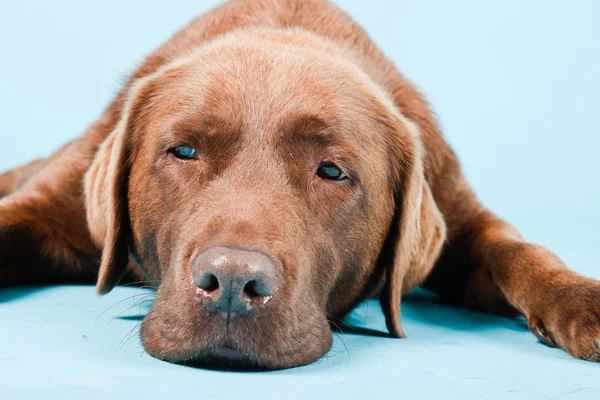 Açık mavi renkli izole kahverengi labrador Studio portresi.