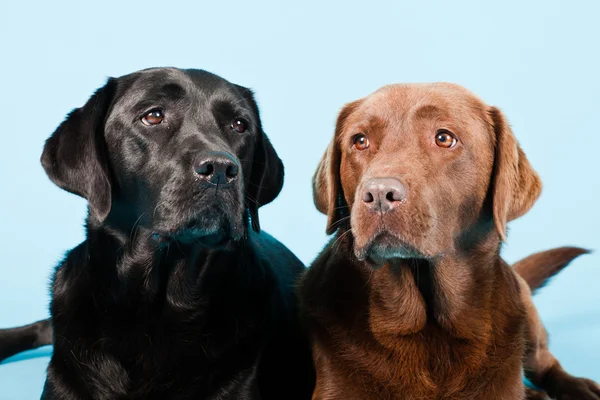 stock image Studio portrait of two labradors isolated on light blue background. Brown and black.