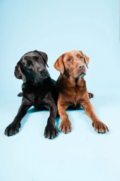 Studio porträtt av två labradorer isolerad på ljusblå bakgrund. brunt och svart. — Stockfoto