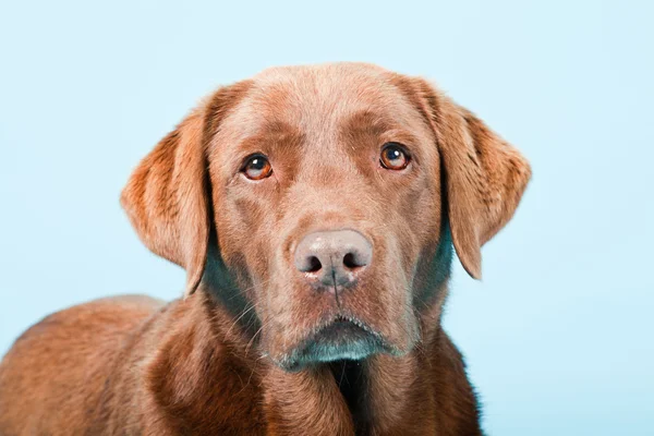 Studio ritratto di labrador marrone isolato su sfondo azzurro . — Foto Stock