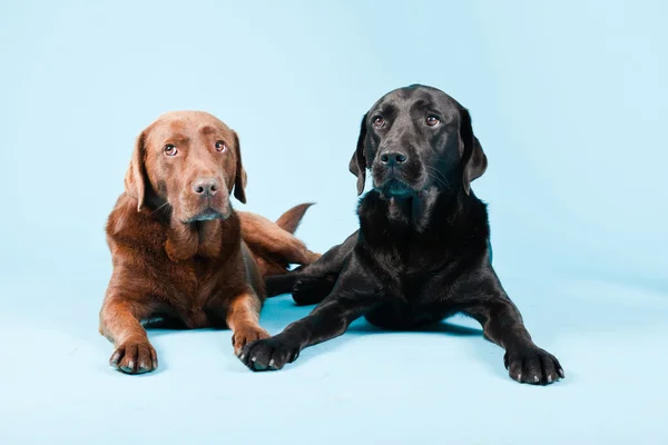 Studioporträt zweier Labradore isoliert auf hellblauem Hintergrund. braun und schwarz. — Stockfoto