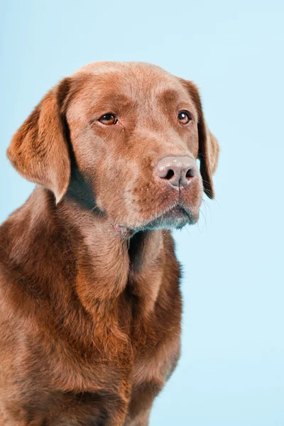 Studioporträt eines braunen Labradors isoliert auf hellblauem Hintergrund. — Stockfoto