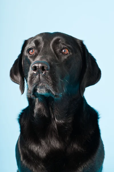 Portret czarno na białym tle labrador jasnoniebieskie tło. — Zdjęcie stockowe