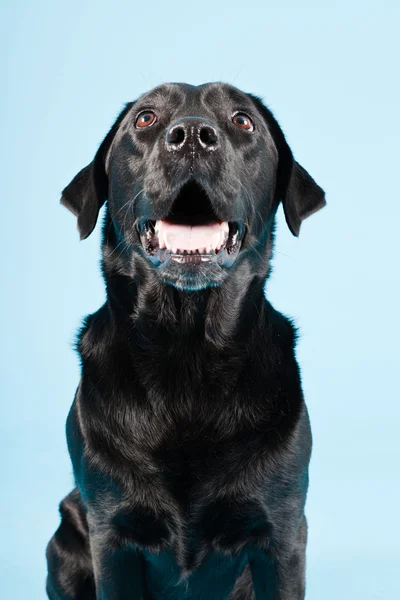 Studio portrait of black labrador isolated on light blue background. — Stock Photo, Image
