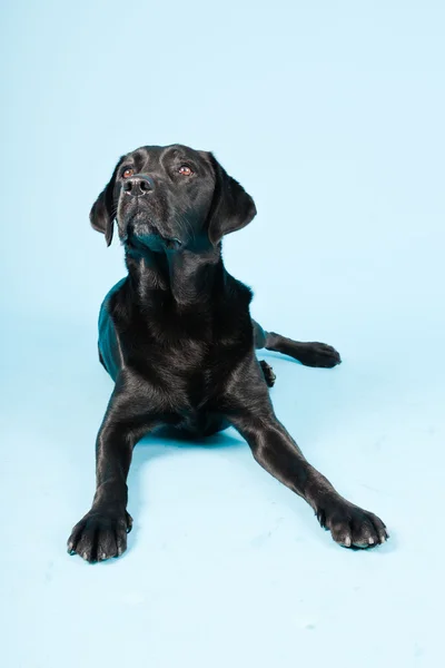 Studio porträtt av svart labrador isolerad på ljusblå bakgrund. — Stockfoto