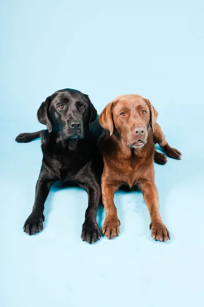 Studio ritratto di due labrador isolati su sfondo azzurro. Marrone e nero . — Foto Stock