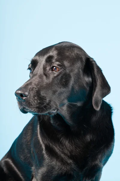 Estudio retrato de labrador negro aislado sobre fondo azul claro . — Foto de Stock