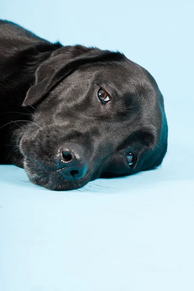 Studio porträtt av svart labrador isolerad på ljusblå bakgrund. — Stockfoto