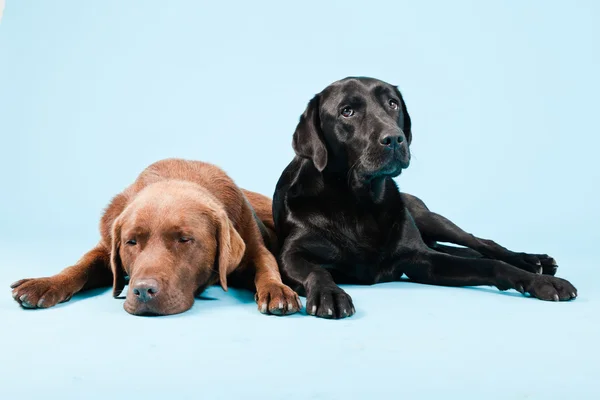 Studio portret van twee labradors geïsoleerd op lichte blauwe achtergrond. bruin en zwart. — Stockfoto