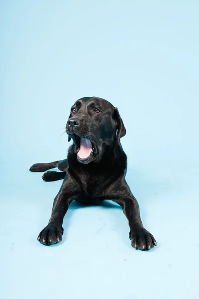 Studio ritratto di labrador nero isolato su sfondo azzurro . — Foto Stock