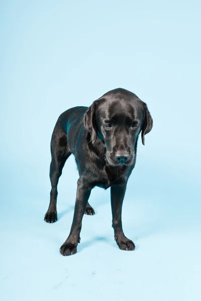 Studio ritratto di labrador nero isolato su sfondo azzurro . — Foto Stock