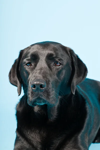 Potret studio labrador hitam diisolasi pada latar belakang biru muda . — Stok Foto