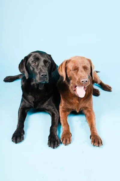 두 labradors 밝은 파란색 배경에 고립의 스튜디오 초상화. 브라운과 블랙. — стокове фото