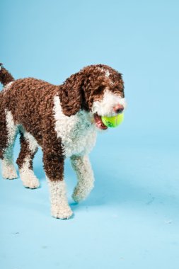 Açık mavi renkli izole beyaz kahverengi İspanyol waterdog. Perro de agua espanol.