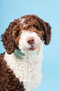 Açık mavi renkli izole beyaz kahverengi İspanyol waterdog. Perro de agua espanol.