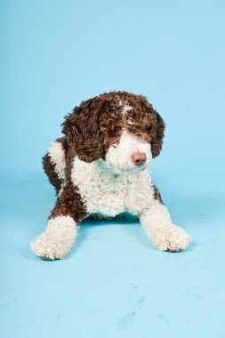 Açık mavi renkli izole beyaz kahverengi İspanyol waterdog. Perro de agua espanol.