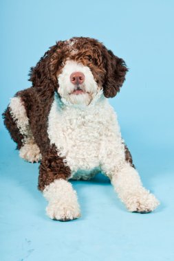 Açık mavi renkli izole beyaz kahverengi İspanyol waterdog. Perro de agua espanol.