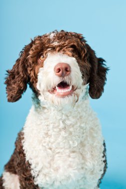 Açık mavi renkli izole beyaz kahverengi İspanyol waterdog. Perro de agua espanol.