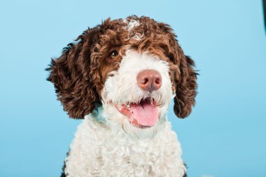 Açık mavi renkli izole beyaz kahverengi İspanyol waterdog. Perro de agua espanol.