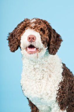 Açık mavi renkli izole beyaz kahverengi İspanyol waterdog. Perro de agua espanol.