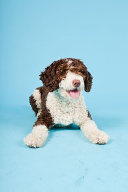 Açık mavi renkli izole beyaz kahverengi İspanyol waterdog. Perro de agua espanol.